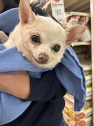 Found/Stray Female Dog last seen Southport road, Indianapolis, IN 46217