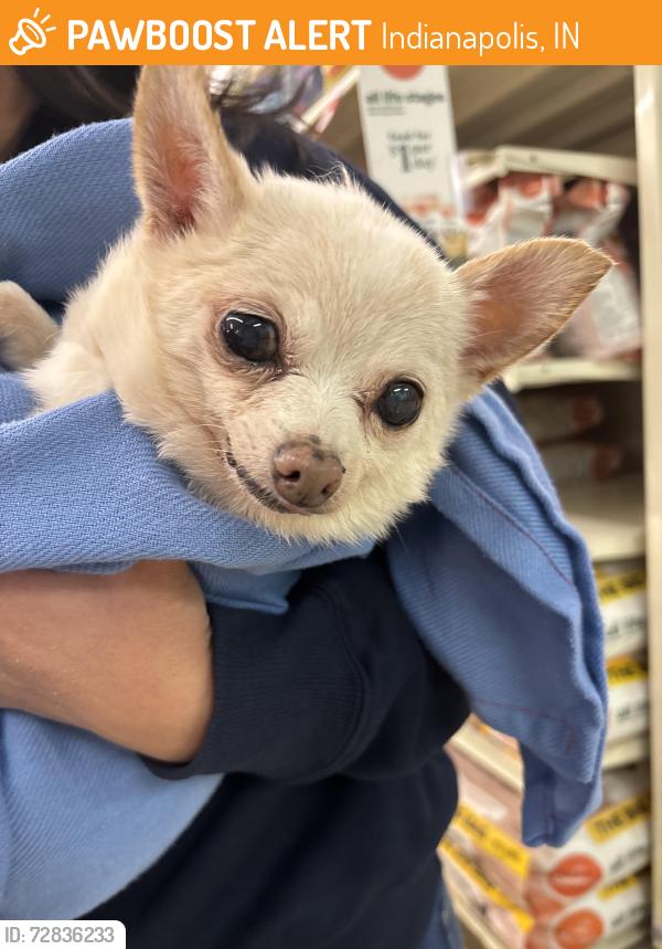 Found/Stray Female Dog last seen Southport road, Indianapolis, IN 46217
