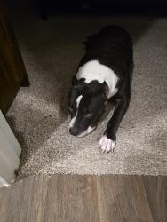 Lost Female Dog last seen Treachwig, Spring, TX 77373