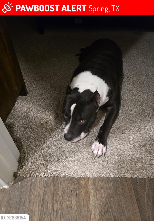 Lost Female Dog last seen Treachwig, Spring, TX 77373