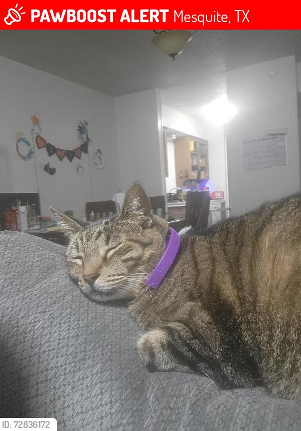 Lost Male Cat last seen Newsom Rd, Faithon P Lucas Sr Blvd, Mesquite, TX 75181
