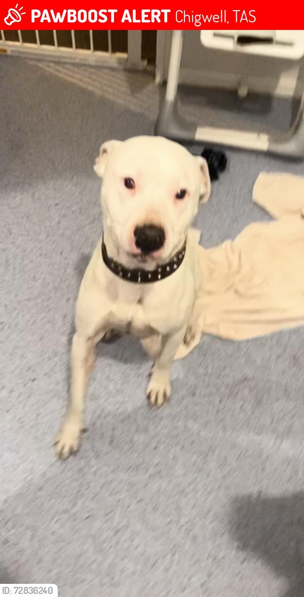 Lost Male Dog last seen Chigwell, Chigwell, TAS 7011