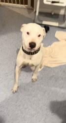 Lost Male Dog last seen Chigwell, Chigwell, TAS 7011