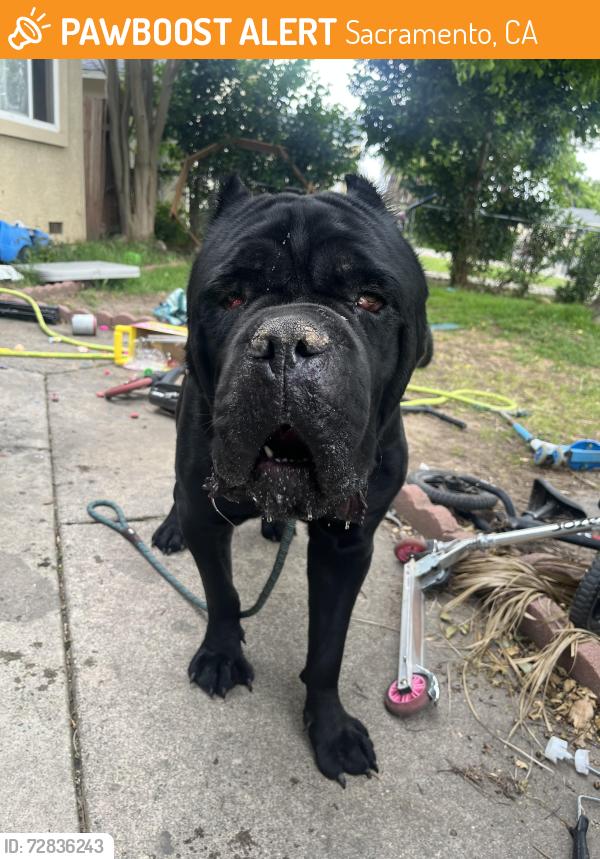 Found/Stray Male Dog last seen Amhearst meadowview, Sacramento, CA 95822