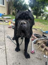 Found/Stray Male Dog last seen Amhearst meadowview, Sacramento, CA 95822