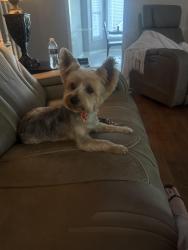 Lost Female Dog last seen Quince, Memphis, TN 38119