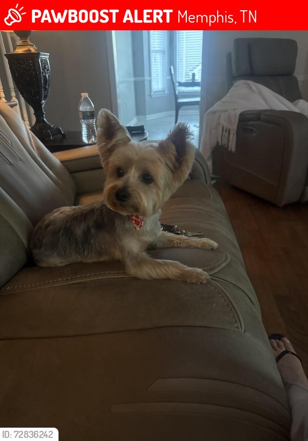Lost Female Dog last seen Quince, Memphis, TN 38119