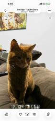 Lost Male Cat last seen 76th street and South shore drive, Chicago, IL 60649
