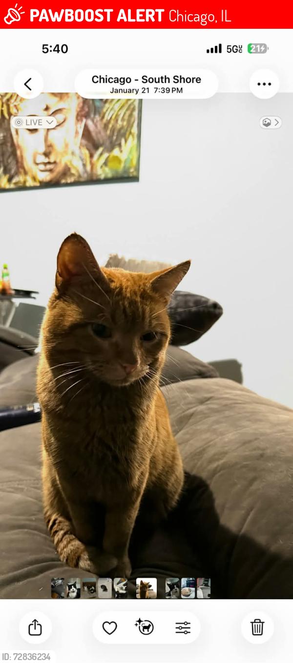 Lost Male Cat last seen 76th street and South shore drive, Chicago, IL 60649