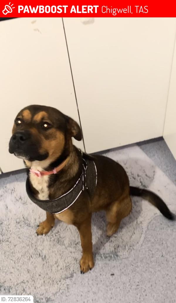 Lost Female Dog last seen Chigwell , Chigwell, TAS 7011