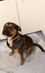 Lost Female Dog last seen Chigwell , Chigwell, TAS 7011