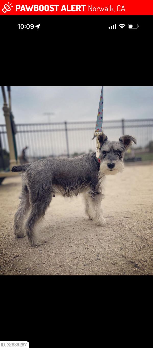 Lost Female Dog last seen Alondra and norwalk, Norwalk, CA 90650