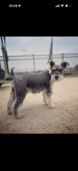 Lost Female Dog last seen Alondra and norwalk, Norwalk, CA 90650