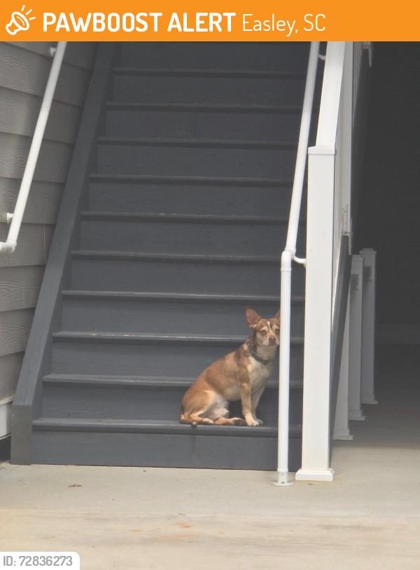 Found/Stray Male Dog last seen tractor supply , Easley, SC 29640