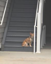 Found/Stray Male Dog last seen tractor supply , Easley, SC 29640