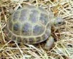 Lost Male Reptile last seen Newcomb and Rushford, Whittier, CA 90603