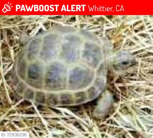Lost Male Reptile last seen Newcomb and Rushford, Whittier, CA 90603