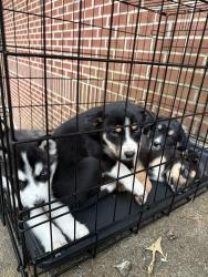 Found/Stray Unknown Dog last seen Hilltop cir ext SW, Mableton, GA 30126