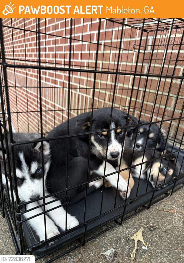 Found/Stray Unknown Dog last seen Hilltop cir ext SW, Mableton, GA 30126