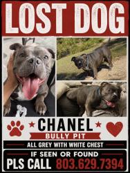 Lost Female Dog last seen Bayberry Mews , Columbia, SC 29203