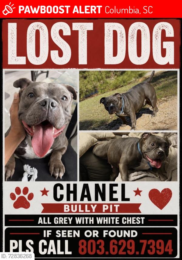 Lost Female Dog last seen Bayberry Mews , Columbia, SC 29203