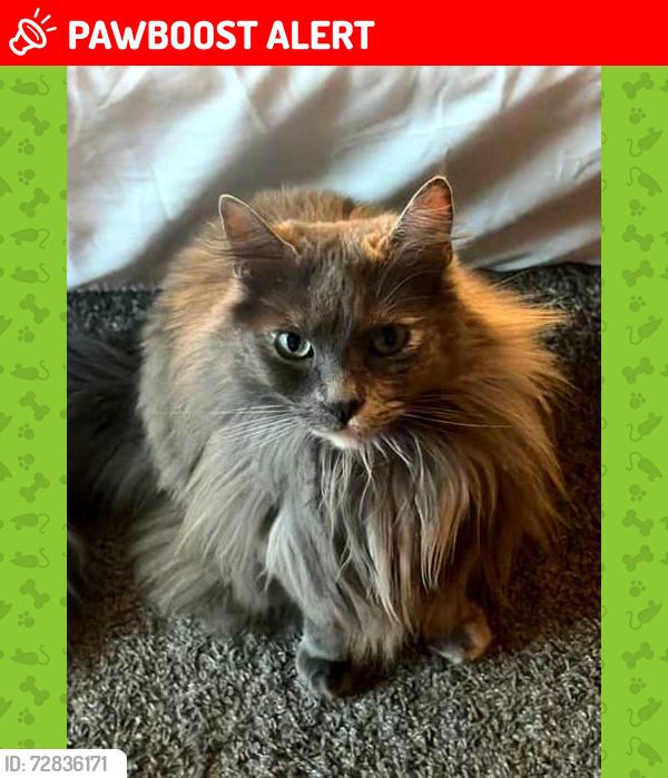 Lost Female Cat last seen Haven Ave and Church Street , Rancho Cucamonga, CA 91730