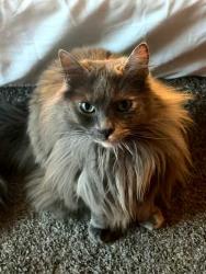 Lost Female Cat last seen Haven Ave and Church Street , Rancho Cucamonga, CA 91730