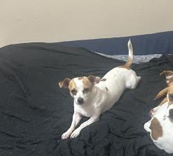 Lost Male Dog last seen Mitchell rd, Norcross, GA 30071