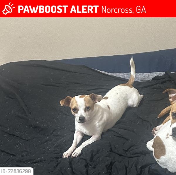 Lost Male Dog last seen Mitchell rd, Norcross, GA 30071