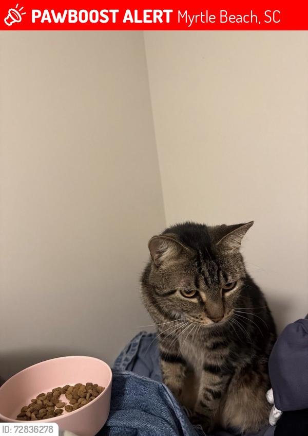Lost Female Cat last seen Exeter Drive, Myrtle Beach, SC 29579