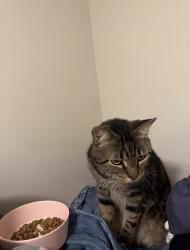 Lost Female Cat last seen Exeter Drive, Myrtle Beach, SC 29579