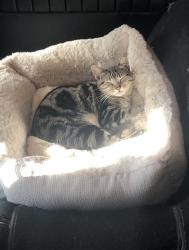 Reunited Female Cat last seen North Palm by Santa Paula Street , Santa Paula, CA 93060