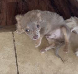 Lost Male Dog last seen Near Enclave Rowlett, TX, Rowlett, TX 75089