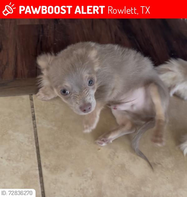 Lost Male Dog last seen Near Enclave Rowlett, TX, Rowlett, TX 75089