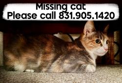 Lost Female Cat last seen Par, Rocklin, CA 95677