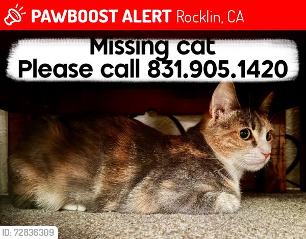 Lost Female Cat last seen Par, Rocklin, CA 95677