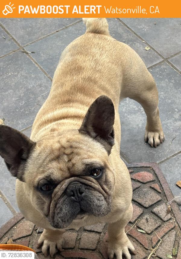 Found/Stray Male Dog last seen Near amesti road, Watsonville, CA 95076
