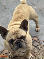 Found/Stray Male Dog last seen Near amesti road , Watsonville, CA 95076