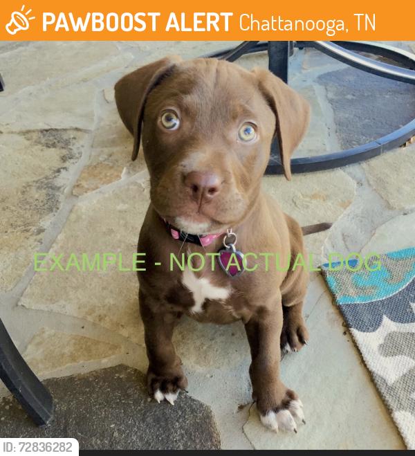 Found/Stray Unknown Dog last seen Raceway, Chattanooga, TN 37408
