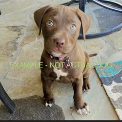 Found/Stray Unknown Dog last seen Raceway, Chattanooga, TN 37408