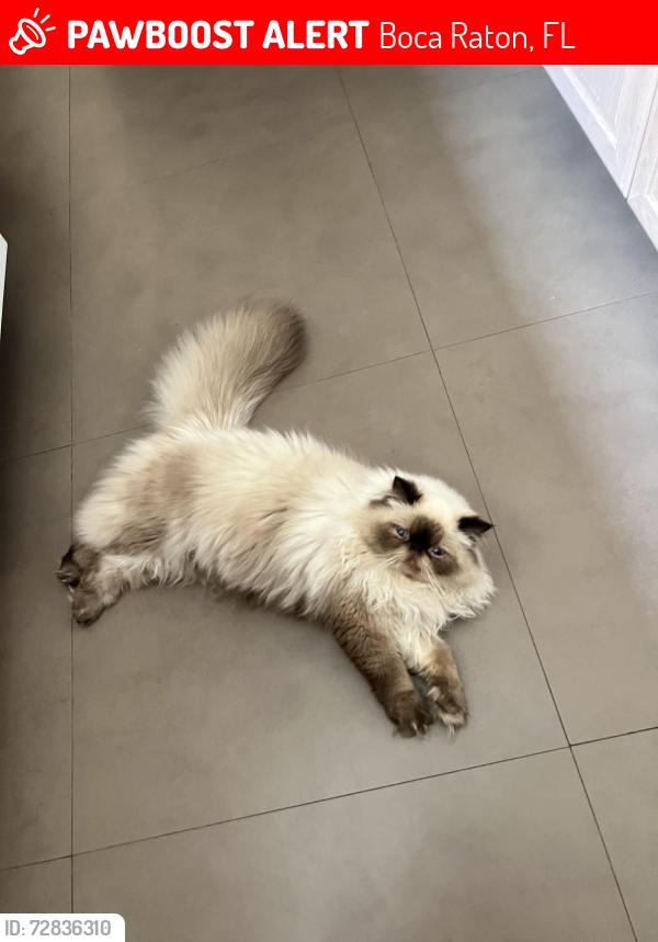Lost Male Cat last seen Cain Rd, Boca Raton, FL 33498