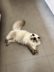 Lost Male Cat last seen Cain Rd, Boca Raton, FL 33498