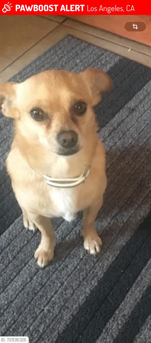Lost Male Dog last seen Vermont and 66th st, Los Angeles, CA 90044