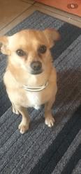 Lost Male Dog last seen Vermont and 66th st, Los Angeles, CA 90044