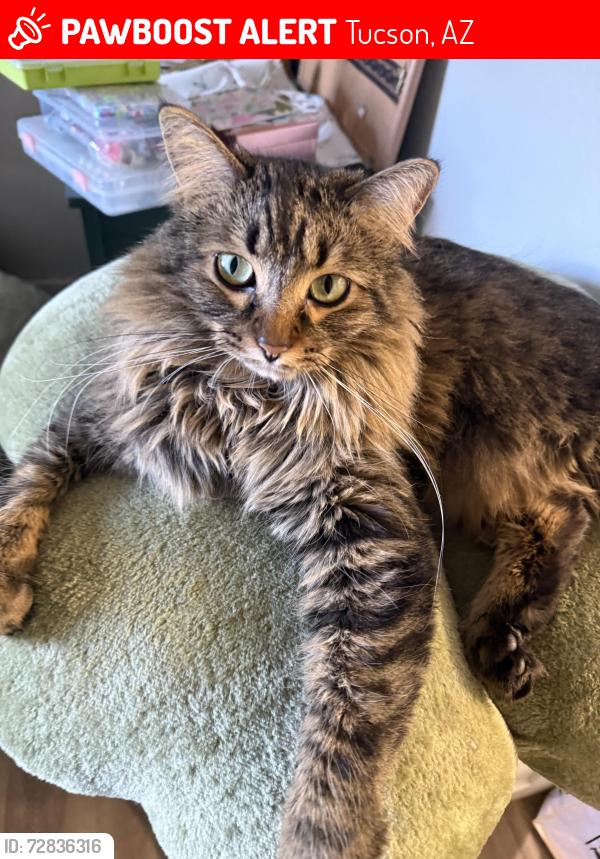 Lost Female Cat last seen N La Cañada and W River Rd, Tucson, AZ 85704