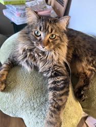 Lost Female Cat last seen N La Cañada and W River Rd, Tucson, AZ 85704