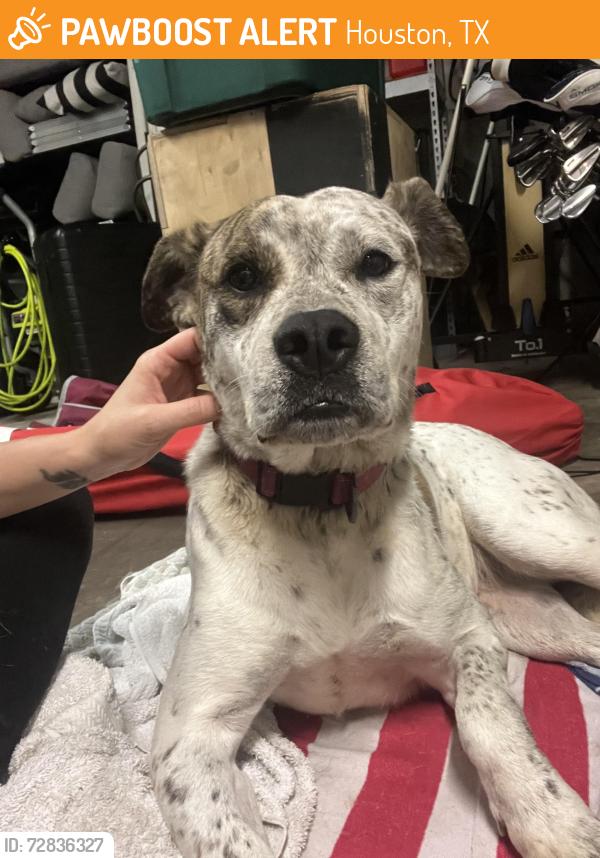 Found/Stray Female Dog last seen Currently at BARC Medical Facility. ID 2072029, Houston, TX 77079
