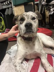 Found/Stray Female Dog last seen Currently at BARC Medical Facility. ID 2072029, Houston, TX 77079