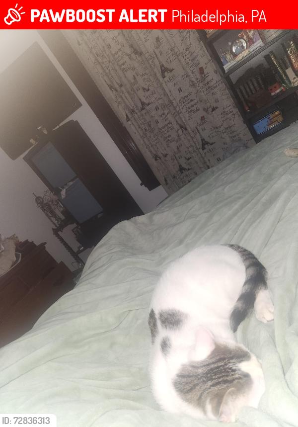 Lost Male Cat last seen Ridge Ave and Conarroe St , Philadelphia, PA 19128