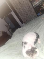 Lost Male Cat last seen Ridge Ave and Conarroe St , Philadelphia, PA 19128